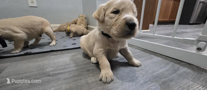 AKC-Purebred Golden Retriever Black Collar Boy – Golden Retriever puppy for sale in Asheville, NC