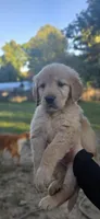 AKC-Purebred Golden Retriever Pink Collar Girl, a female Golden Retriever for sale in Asheville, NC – 6 of 10