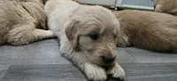 AKC-Purebred Golden Retriever Black Collar Boy, a male Golden Retriever for sale in Asheville, NC – 2 of 10