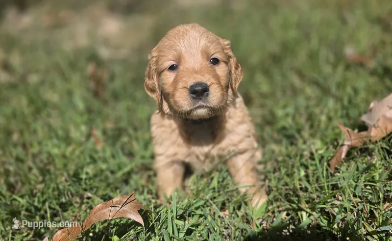 AKC-Purebred Golden Retriever Brown Collar Boy – Golden Retriever puppy for sale in Asheville, NC