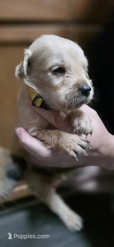 AKC-Purebred Golden Retriever Yellow Collar Girl – Golden Retriever puppy for sale in Asheville, NC