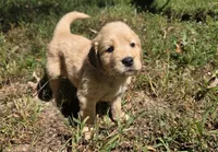 AKC-Purebred Golden Retriever Mint Collar Girl, a female Golden Retriever for sale in Asheville, NC – 5 of 10