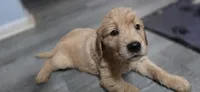 AKC-Purebred Golden Retriever Mint Collar Girl, a female Golden Retriever for sale in Asheville, NC – 2 of 10