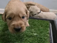AKC-Purebred Golden Retriever Orange Collar Girl, a female Golden Retriever for sale in Asheville, NC – 5 of 10