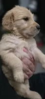 AKC-Purebred Golden Retriever Green Collar Boy, a male Golden Retriever for sale in Asheville, NC – 7 of 9
