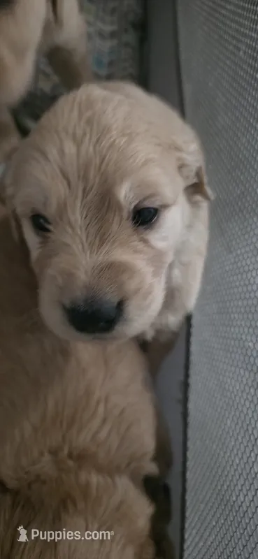 AKC-Purebred Golden Retriever Violet Collar Boy – Golden Retriever puppy for sale in Asheville, NC