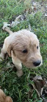 AKC-Purebred Golden Retriever Mint Collar Girl, a female Golden Retriever for sale in Asheville, NC – 3 of 10
