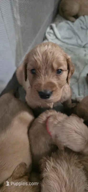 AKC-Purebred Golden Retriever Blue Collar Boy – Golden Retriever puppy for sale in Asheville, NC