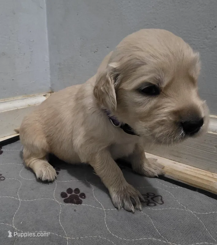 AKC-Purebred Golden Retriever Violet Collar Boy – Golden Retriever puppy for sale in Asheville, NC
