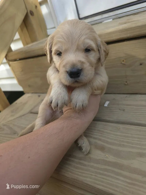 AKC-Purebred Golden Retriever Violet Collar Boy – Golden Retriever puppy for sale in Asheville, NC