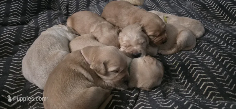 AKC-Purebred Golden Retriever Pink Collar Girl – Golden Retriever puppy for sale in Asheville, NC