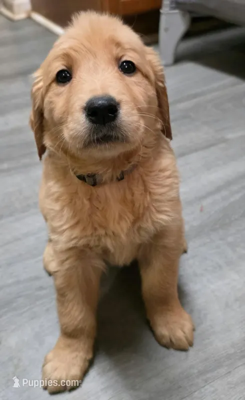 AKC-Purebred Golden Retriever Gray Collar Girl – Golden Retriever puppy for sale in Asheville, NC