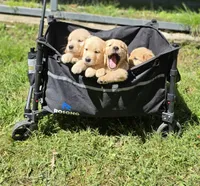 AKC-Purebred Golden Retriever Violet Collar Boy, a male Golden Retriever for sale in Asheville, NC – 3 of 10