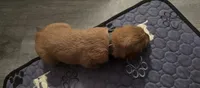 AKC-Purebred Golden Retriever Navy-Green Collar Boy, a male Golden Retriever for sale in Asheville, NC – 2 of 5