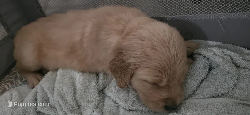 AKC-Purebred Golden Retriever Mint Collar Boy – Golden Retriever puppy for sale in Asheville, NC