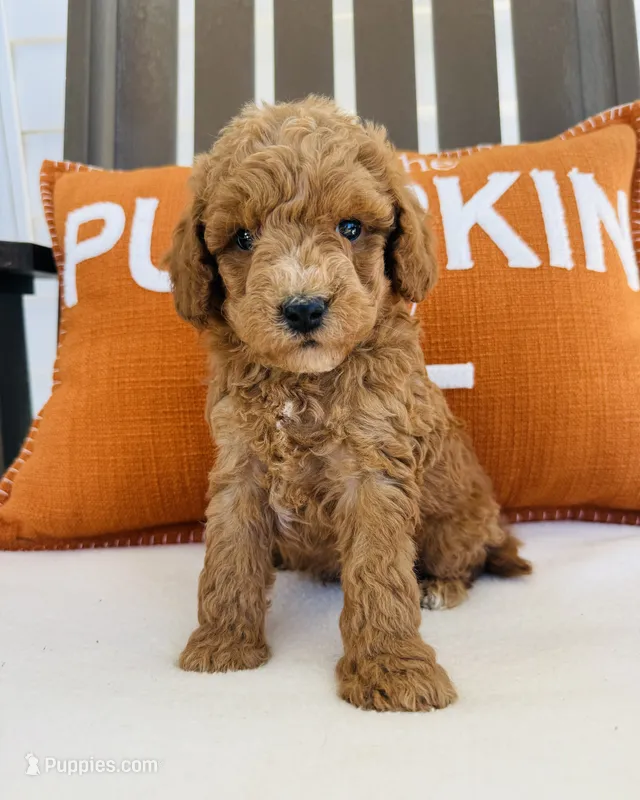 Russell  – Miniature Goldendoodle puppy for sale in Auburn, IN