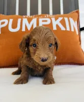 Scarlett , a female Miniature Goldendoodle for sale in Auburn, IN – 6 of 6