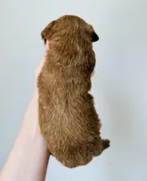 Stella, a female Goldendoodle for sale in Auburn, IN – Photo 3 of 3