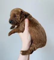 Stella, a female Goldendoodle for sale in Auburn, IN – Photo 2 of 3