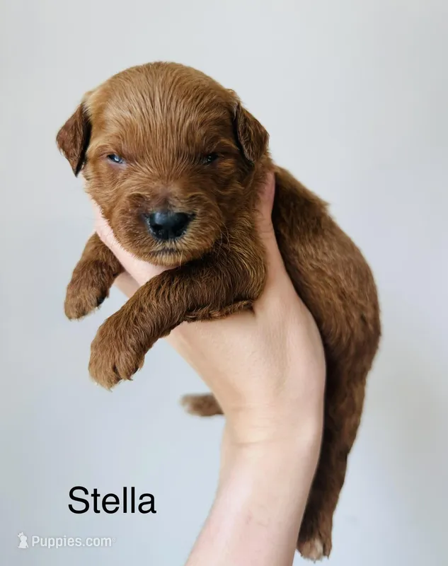 Stella – Goldendoodle puppy for sale in Auburn, IN