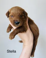 Stella, a female Goldendoodle for sale in Auburn, IN – Photo 1 of 3