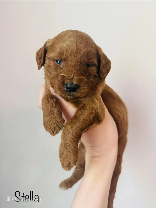 Stella – Goldendoodle puppy for sale in Auburn, IN