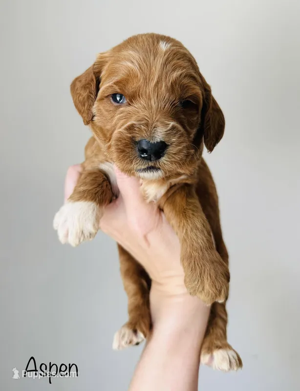Aspen – Goldendoodle puppy on hold in Auburn, IN