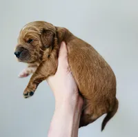Aspen, a female Goldendoodle for sale in Auburn, IN – Photo 2 of 3