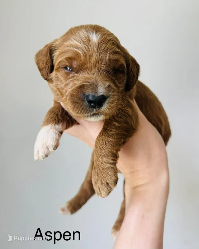 Aspen – Goldendoodle puppy for sale in Auburn, IN