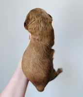 Aspen, a female Goldendoodle for sale in Auburn, IN – Photo 3 of 3
