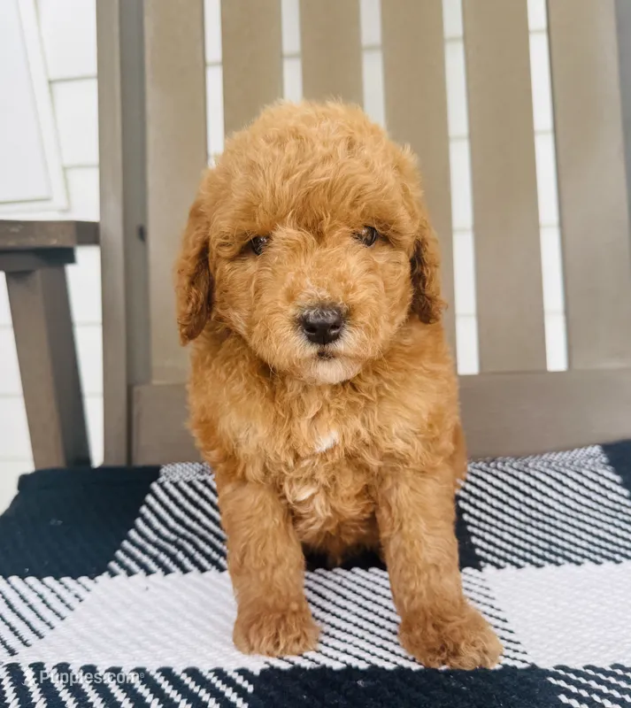 Russell  – Miniature Goldendoodle puppy for sale in Auburn, IN