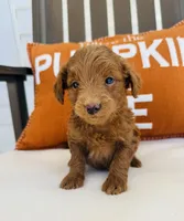 Scarlett , a female Miniature Goldendoodle for sale in Auburn, IN – 4 of 6