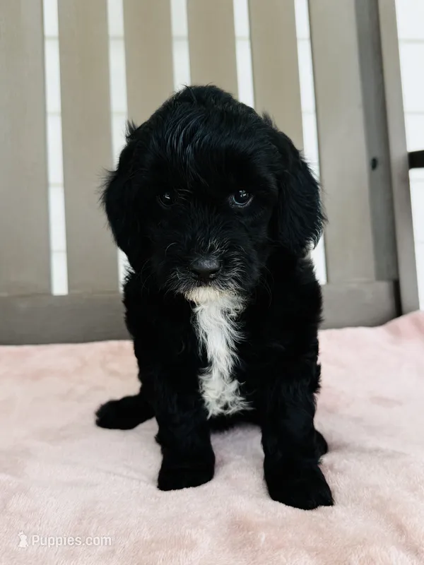 Opal – Miniature Goldendoodle puppy for sale in Auburn, IN