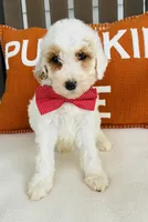 Casper, a male Miniature Goldendoodle for sale in Auburn, IN – 1 of 1