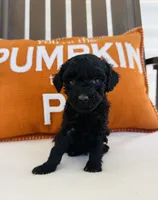 Knight, a male Miniature Goldendoodle for sale in Auburn, IN – 3 of 6