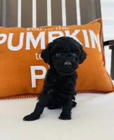 Knight, a male Miniature Goldendoodle for sale in Auburn, IN – 4 of 6