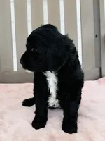 Opal, a female Miniature Goldendoodle for sale in Auburn, IN – 3 of 5