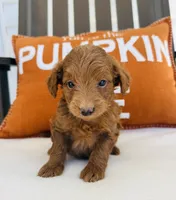Scarlett , a female Miniature Goldendoodle for sale in Auburn, IN – 5 of 6