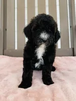 Callie, a female Miniature Goldendoodle for sale in Auburn, IN – 4 of 4