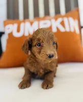 Scarlett , a female Miniature Goldendoodle for sale in Auburn, IN – 2 of 6