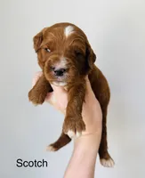 Scotch , a male Goldendoodle for sale in Auburn, IN – Photo 1 of 3