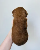 Scotch , a male Goldendoodle for sale in Auburn, IN – Photo 3 of 3