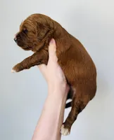 Scotch , a male Goldendoodle for sale in Auburn, IN – Photo 2 of 3