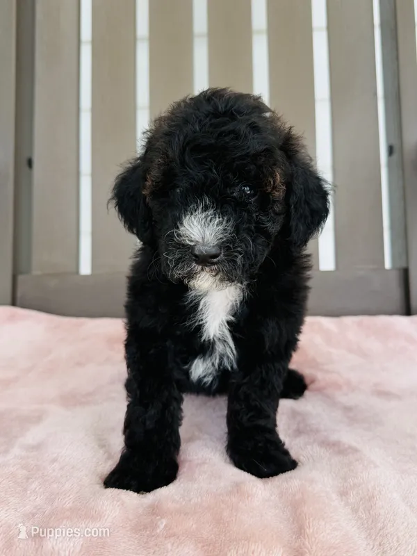 Callie – Miniature Goldendoodle puppy for sale in Auburn, IN