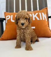 Russell , a male Miniature Goldendoodle for sale in Auburn, IN – 5 of 8