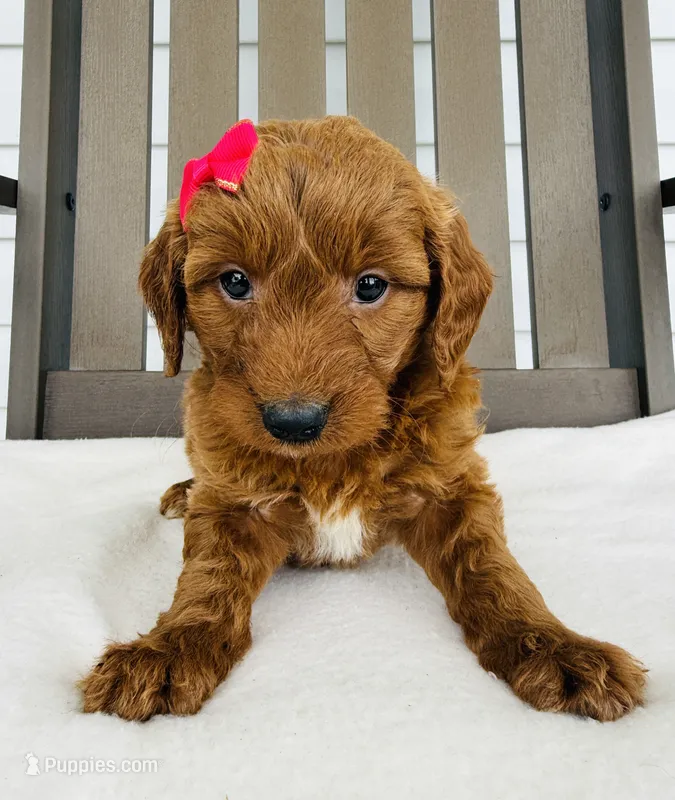 Stella – Goldendoodle puppy for sale in Auburn, IN