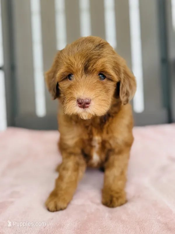 Royal – Miniature Goldendoodle puppy for sale in Auburn, IN