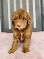 Royal, a female Miniature Goldendoodle for sale in Auburn, IN – 5 of 6