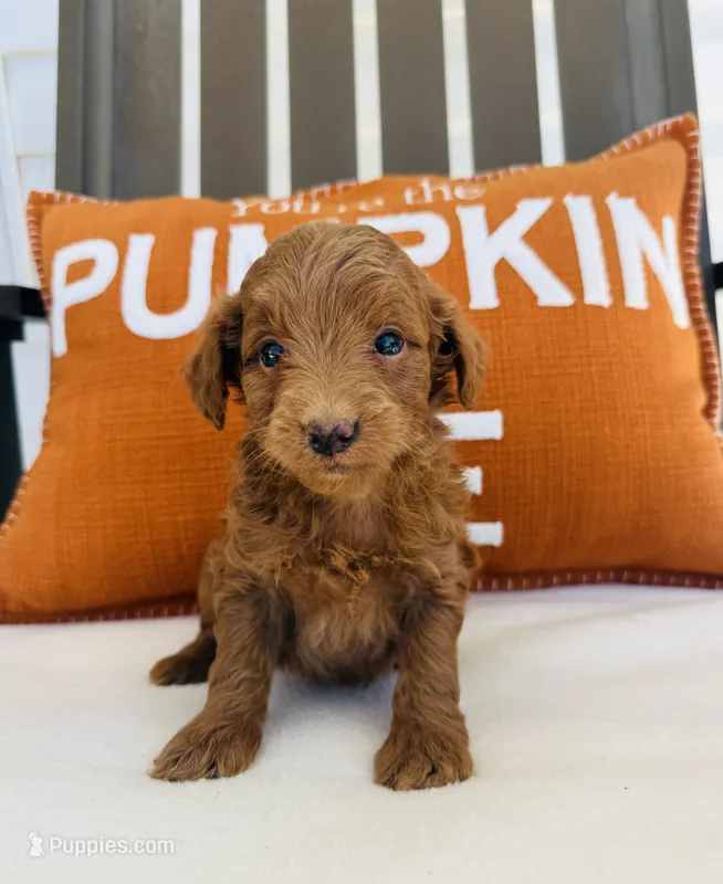 Scarlett  – Miniature Goldendoodle puppy for sale in Auburn, IN
