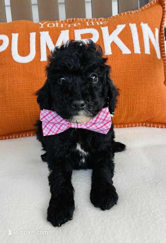 Bolt – Miniature Goldendoodle puppy for sale in Auburn, IN